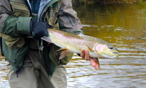 alberta-rainbow-trout-photo1