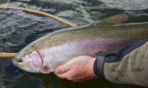 alberta-rainbow-trout-photo4