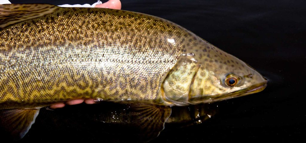 manitoba-canada-fly-fishing