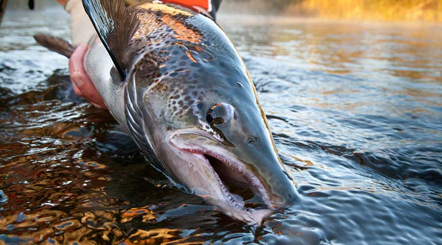 Nova Scotia Canada Fly Fishing The New Fly Fisher