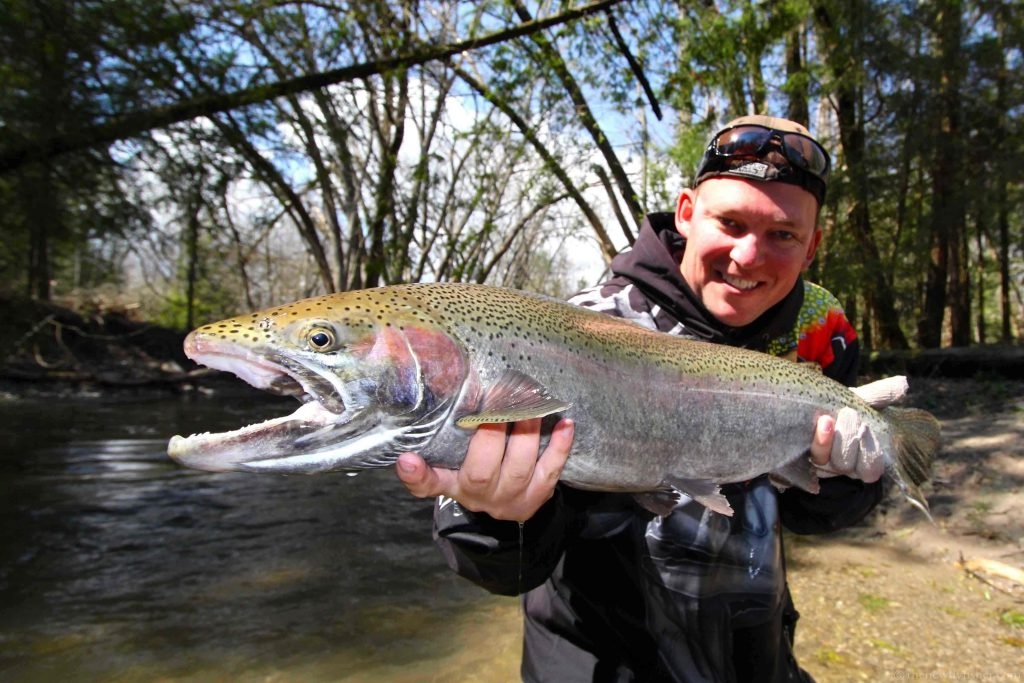 thunder-bay-steelhead