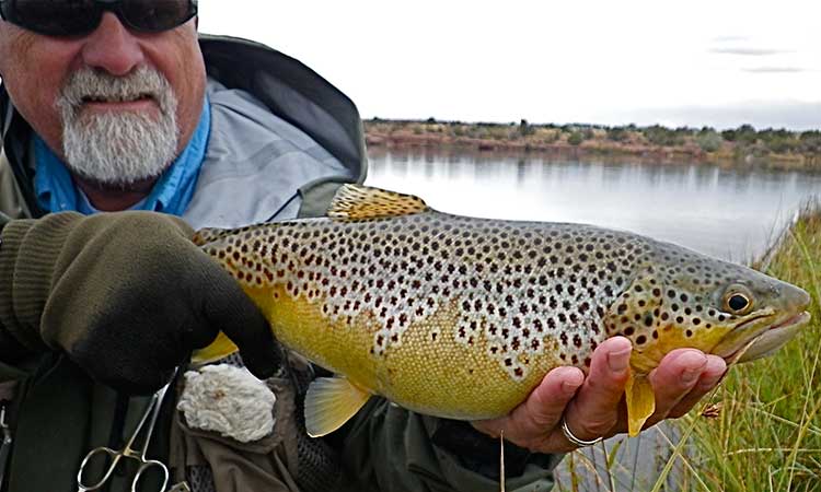 utah-brown-trout-fishing