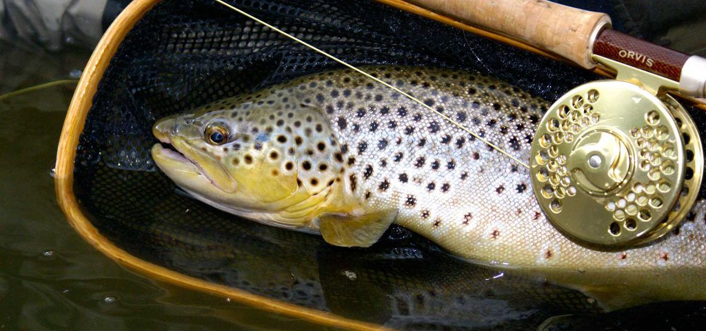 utah-brown-trout3