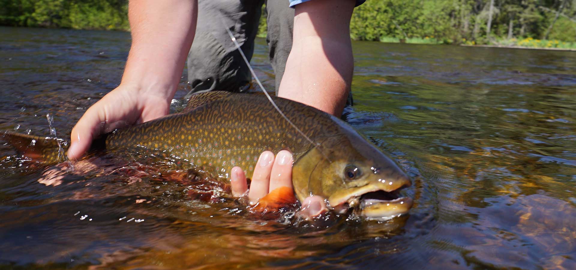 brook-trout-fishing-ontario