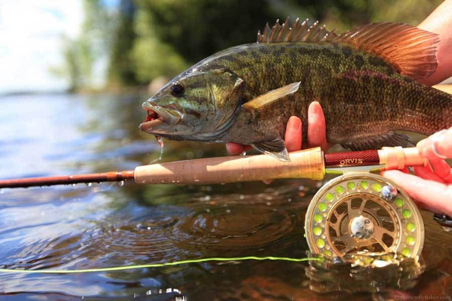 Best of Pike & Bass on a Fly - The New Fly Fisher Show