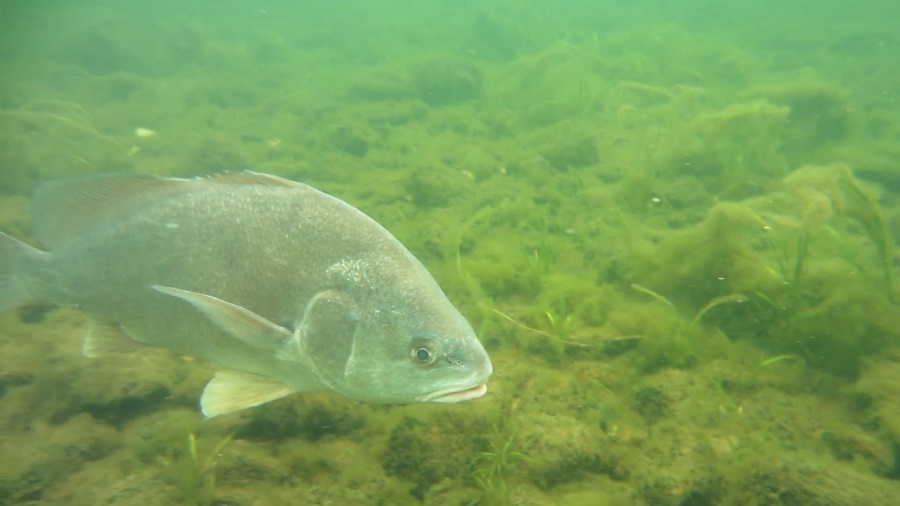 Freshwater drum underrated as sport fish and table fair, but that