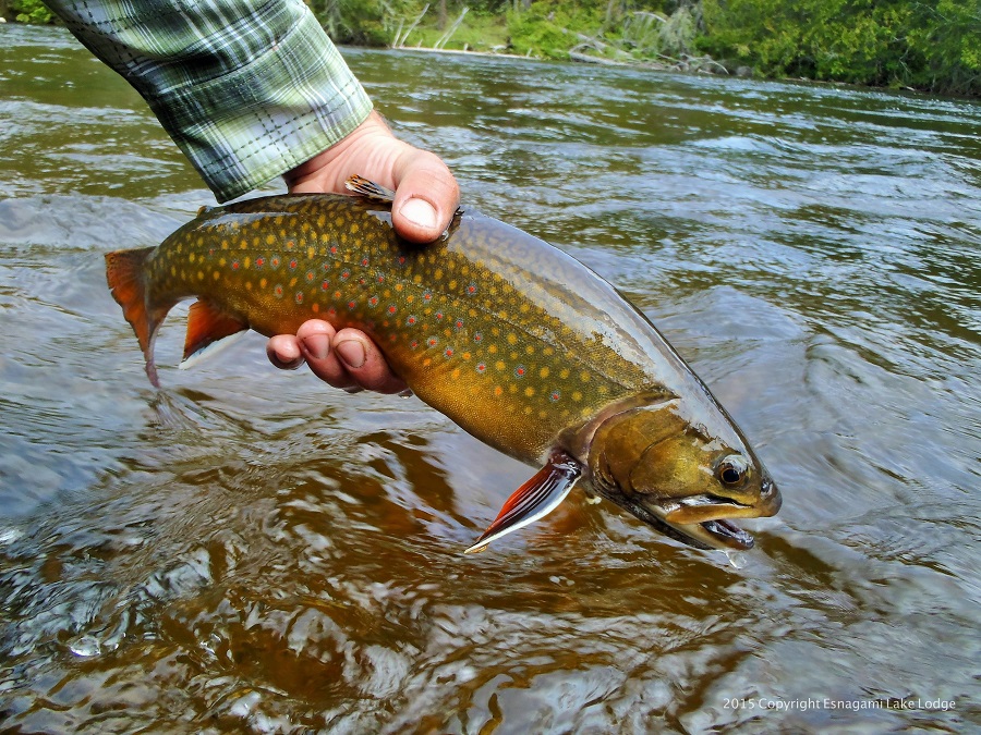 Wild Brook Trout of Algoma - The New Fly Fisher