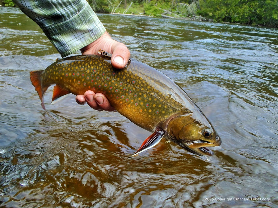 Fly Fishing for Rapid River Brook Trout - Fly Fisherman