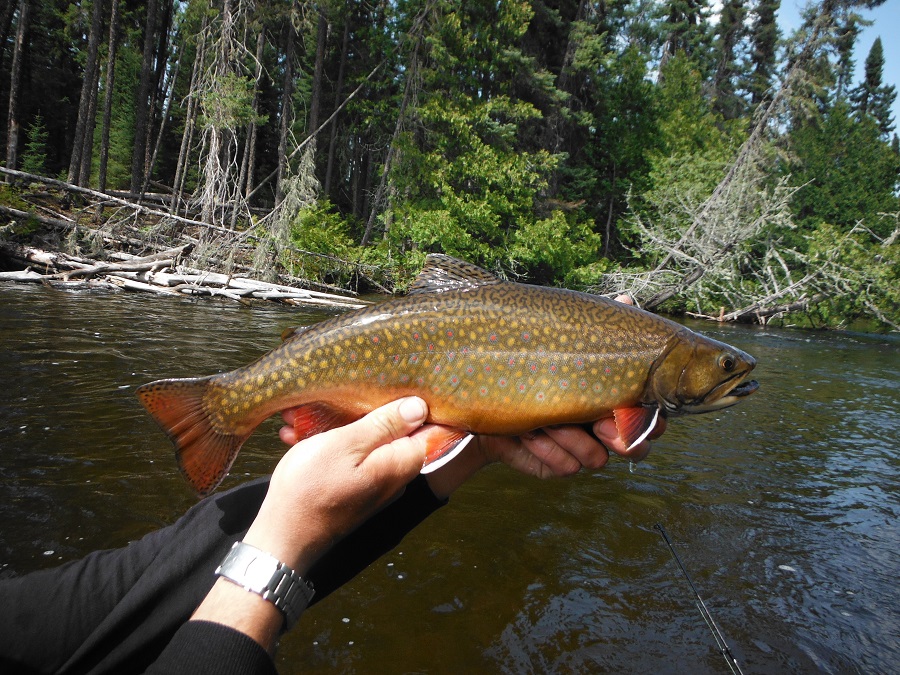 esnagami-brookie-small.jpg