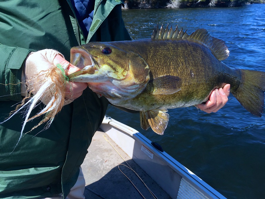 Big smallmouth bass on the Seine River system