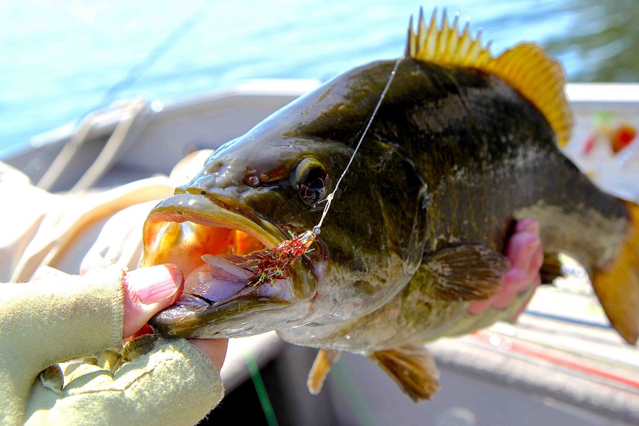 Topwater Smallmouth Bass Action