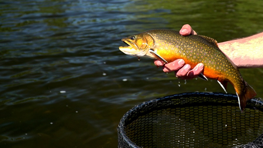 Seasons of Wild Brook Trout: a primer to help you get started.