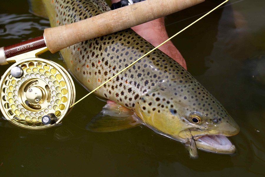 November Fishing - The New Fly Fisher