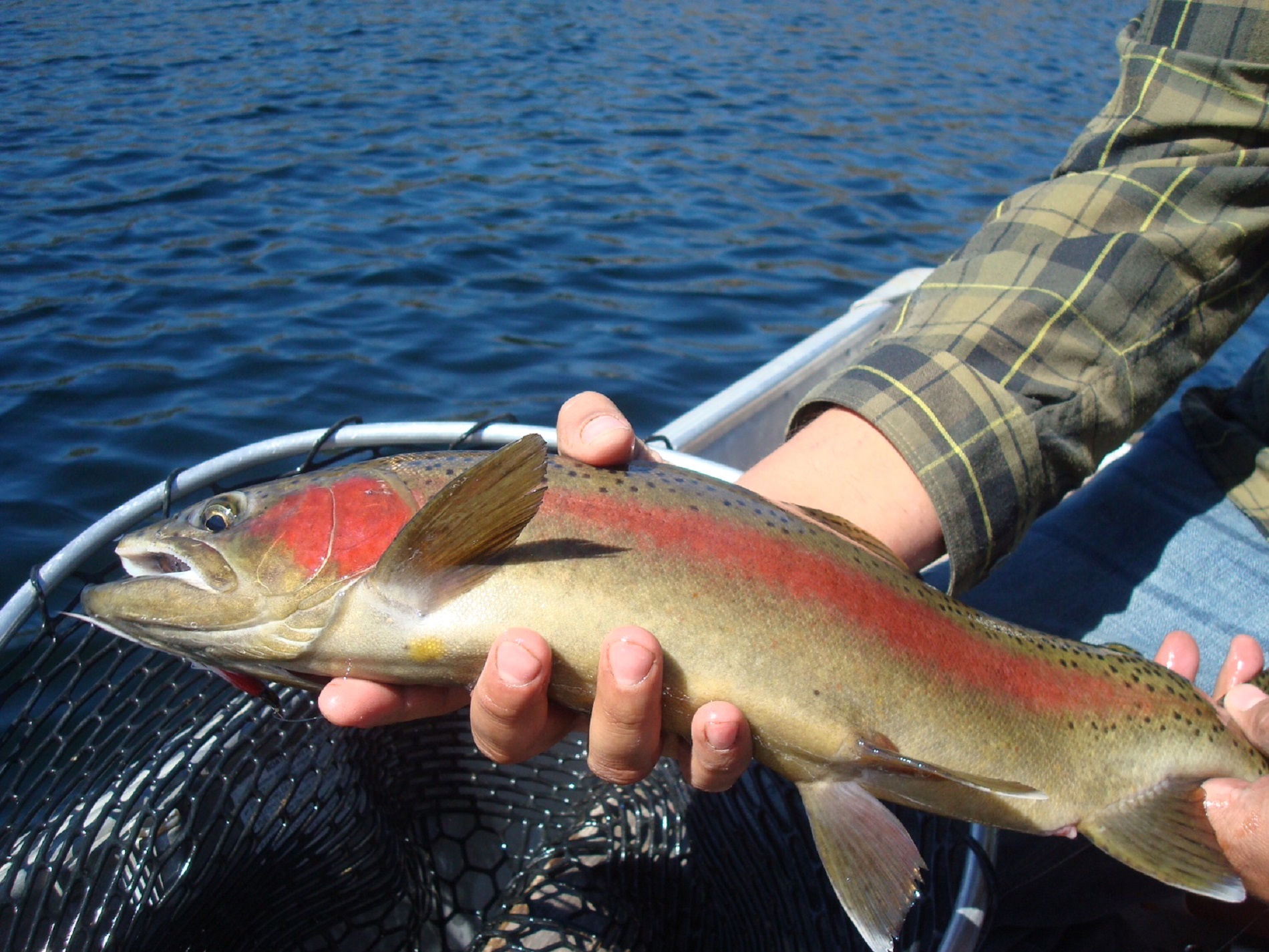 Stocking TROUT in ALPINE Lake- Backpacking, Fishing, and Foraging! 