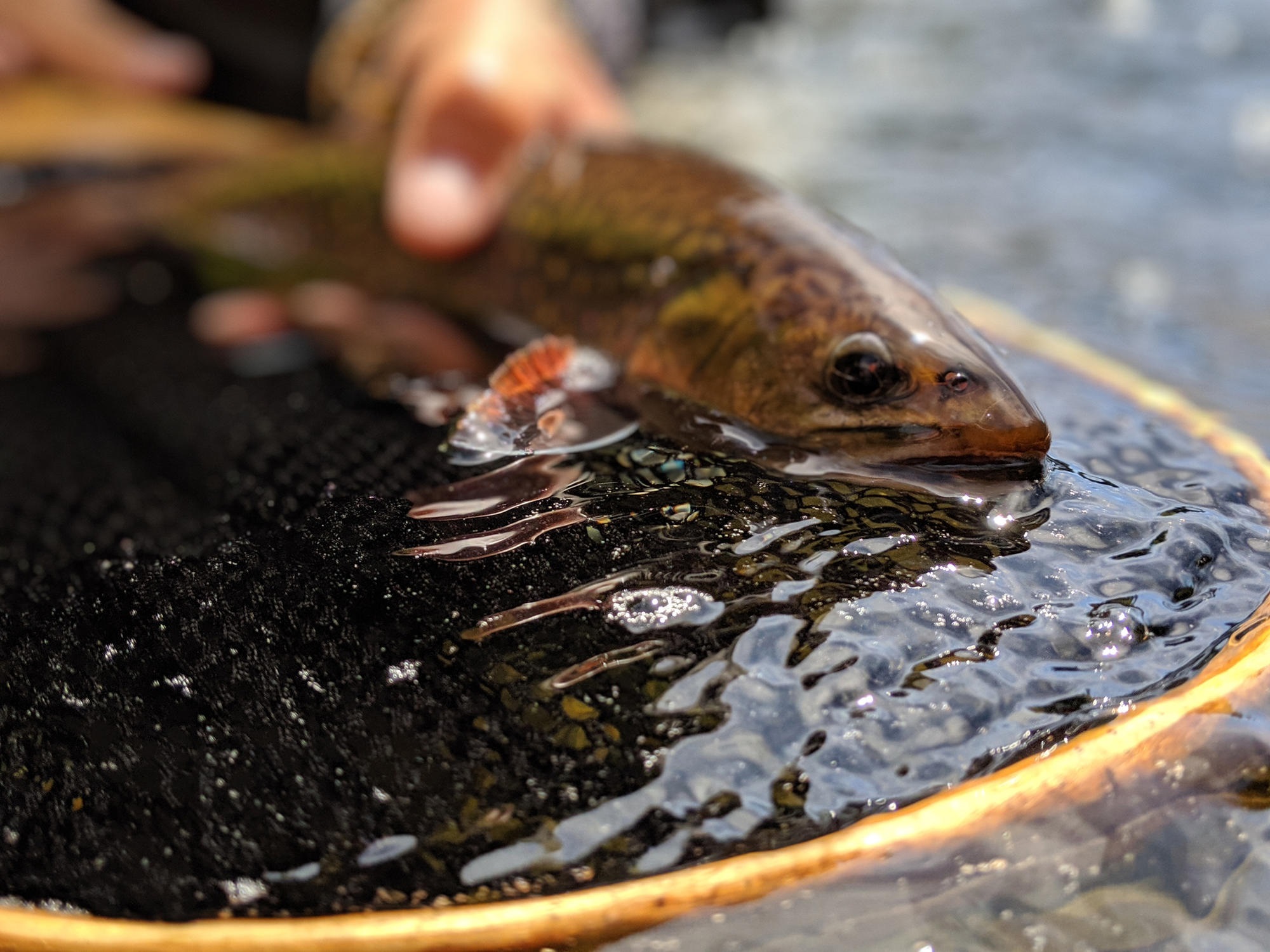 Backcountry Wild Brook Trout - The New Fly Fisher
